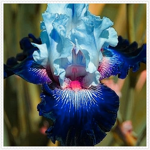 Iris Zwiebeln winterhart mehrjährig Iris blumen -10 zwiebeln-d Iris Zwiebeln winterhart mehrjährig Iris blumen -10 zwiebeln-d von PJFNHD