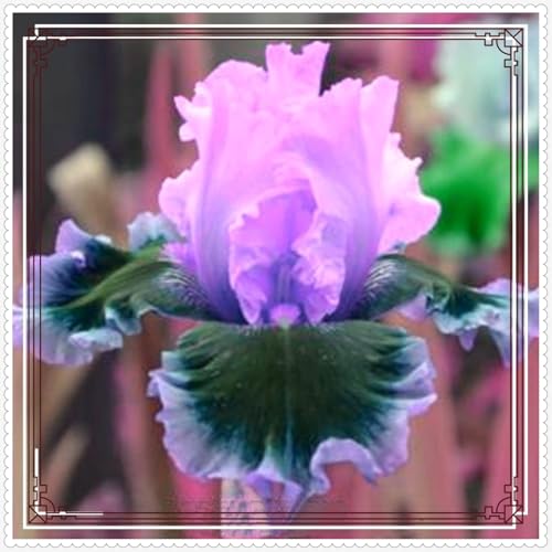 Iris Zwiebeln winterhart mehrjährig Iris blumen -10 zwiebeln-j Iris Zwiebeln winterhart mehrjährig Iris blumen -10 zwiebeln-j von PJFNHD