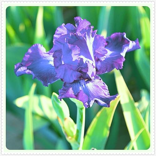 Iris Zwiebeln winterhart mehrjährig Iris blumen -20 zwiebeln-h Iris Zwiebeln winterhart mehrjährig Iris blumen -20 zwiebeln-h von PJFNHD