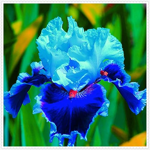 Iris Zwiebeln winterhart mehrjährig Iris blumen -25 zwiebeln-e Iris Zwiebeln winterhart mehrjährig Iris blumen -25 zwiebeln-e von PJFNHD