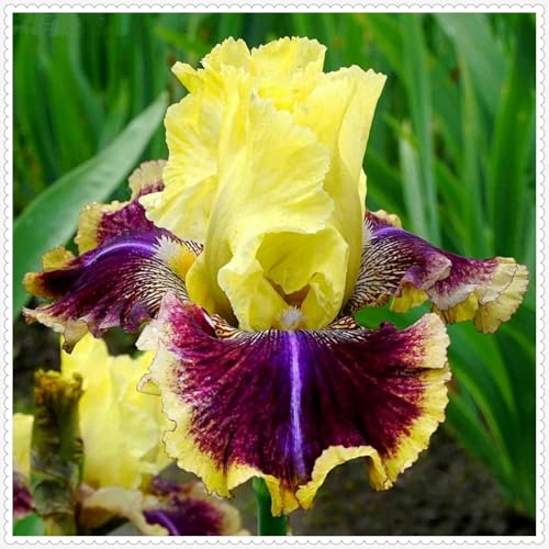 Iris Zwiebeln winterhart mehrjährig Iris blumen -5 zwiebeln-c Iris Zwiebeln winterhart mehrjährig Iris blumen -5 zwiebeln-c von PJFNHD