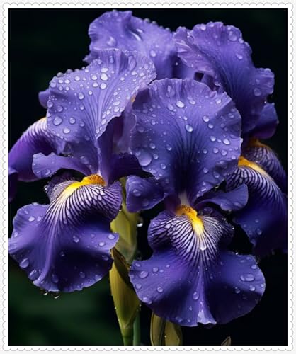 Iris Zwiebeln winterhart mehrjährig Iris blumen -5 zwiebeln-f Iris Zwiebeln winterhart mehrjährig Iris blumen -5 zwiebeln-f von PJFNHD