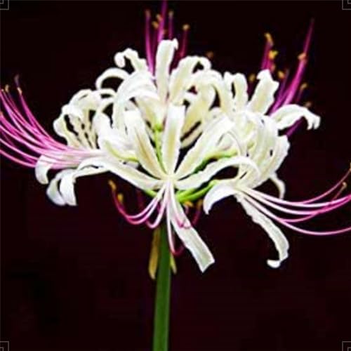 Lycoris Radiata Zwiebeln Lycoris radiata lycoris blume Dekorative Pflanzen FüR Den Garten von PJFNHD