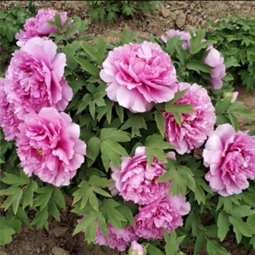 Pfingstrosen wurzel Pfingstrosen weiß winterhart von PJFNHD