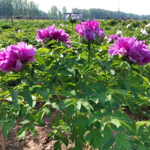 Pfingstrosen wurzel Pfingstrosen weiß winterhart Pfingstrosen wurzel Pfingstrosen weiß winterhart von PJFNHD