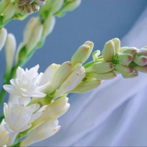 Tuberose Zwiebel -Pflanzen DIY Garten & -Winterhart Mehrjährig -Winterhart zwiebeln -Bonsai Tuberose Zwiebel -Pflanzen DIY Garten & -Winterhart Mehrjährig -Winterhart zwiebeln -Bonsai von PJFNHD