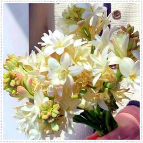 Tuberose Zwiebel -Winterhart Mehrjährig -Winterhart zwiebeln -Bonsai -Pflanzen DIY Garten -15 zwiebeln-e Tuberose Zwiebel -Winterhart Mehrjährig -Winterhart zwiebeln -Bonsai -Pflanzen DIY Garten -15 zwiebeln-e von PJFNHD