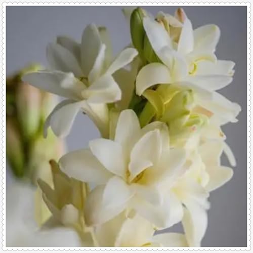 Tuberose Zwiebel -Winterhart Mehrjährig -Winterhart zwiebeln -Bonsai -Pflanzen DIY Garten -20 zwiebeln-a Tuberose Zwiebel -Winterhart Mehrjährig -Winterhart zwiebeln -Bonsai -Pflanzen DIY Garten -20 zwiebeln-a von PJFNHD
