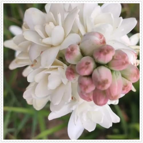 Tuberose Zwiebel -Winterhart Mehrjährig -Winterhart zwiebeln -Bonsai -Pflanzen DIY Garten -5 zwiebeln-j Tuberose Zwiebel -Winterhart Mehrjährig -Winterhart zwiebeln -Bonsai -Pflanzen DIY Garten -5 zwiebeln-j von PJFNHD