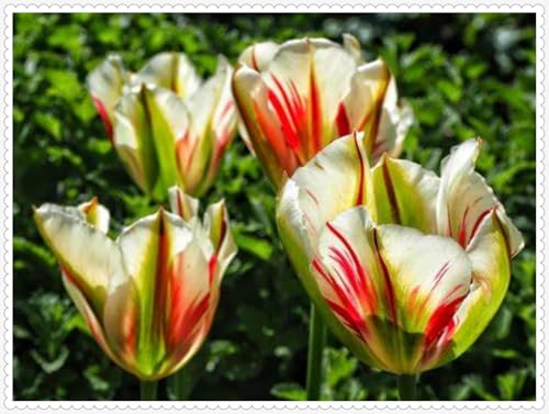 Tulpen Zwiebeln Winterhart zwiebeln Bonsai Pflanzen DIY Garten Winterhart Mehrjährig-10 zwiebeln-b Tulpen Zwiebeln Winterhart zwiebeln Bonsai Pflanzen DIY Garten Winterhart Mehrjährig-10 zwiebeln-b von PJFNHD