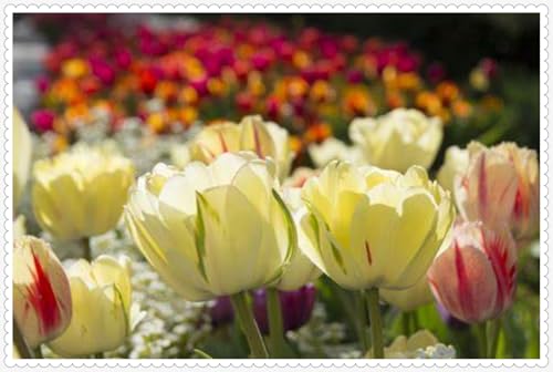 Tulpen Zwiebeln Winterhart zwiebeln Bonsai Pflanzen DIY Garten Winterhart Mehrjährig-10 zwiebeln-f Tulpen Zwiebeln Winterhart zwiebeln Bonsai Pflanzen DIY Garten Winterhart Mehrjährig-10 zwiebeln-f von PJFNHD
