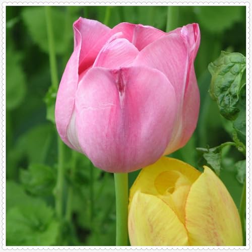 Tulpen Zwiebeln Winterhart zwiebeln Bonsai Pflanzen DIY Garten Winterhart Mehrjährig-10 zwiebeln-j Tulpen Zwiebeln Winterhart zwiebeln Bonsai Pflanzen DIY Garten Winterhart Mehrjährig-10 zwiebeln-j von PJFNHD