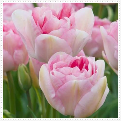 Tulpen Zwiebeln Winterhart zwiebeln Bonsai Pflanzen DIY Garten Winterhart Mehrjährig-5 zwiebeln-e Tulpen Zwiebeln Winterhart zwiebeln Bonsai Pflanzen DIY Garten Winterhart Mehrjährig-5 zwiebeln-e von PJFNHD