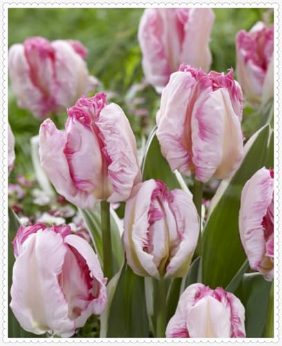 Tulpen Zwiebeln Winterhart zwiebeln Bonsai Pflanzen DIY Garten Winterhart Mehrjährig-5 zwiebeln-i Tulpen Zwiebeln Winterhart zwiebeln Bonsai Pflanzen DIY Garten Winterhart Mehrjährig-5 zwiebeln-i von PJFNHD