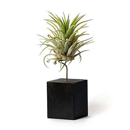 PLANDAIRE Tillandsia Ionantha Rubra Innenpflanzen zur Dekoration des Büros, pflegeleicht, Schwarz von PLANDAIRE