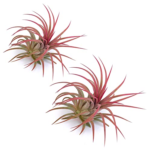 PLANDAIRE - Tillandsia ionantha intensive rote Farbe - Luftpflanzen Tillandsien - Luftwurzelpflanze für die Vivariumdekoration - Air Plant Red - Zimmerpflanzen tillandsien pflanzen echt (2) von PLANDAIRE