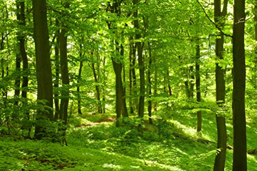 VLIES Fototapete-250x186 cm-WALD-(PF501)-Natur Baum Bäume Pflanzen Botanik Grün Lichtung Holz Wandbild Wandtattoo Poster Dekoration von PLANET PHOTOWALLS