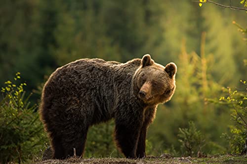 VLIES Fototapete-BÄR -(PF6341)-250x186 cm-Braunbär Tiere Raubtier Natur Landschaft Wald Dekor XXL Wandbild Wandtattoo Poster Moderne Tapete von PLANET PHOTOWALLS