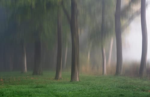 VLIES Fototapete-Birken-Wald-(7492JM)-450x280 cm-Foto-Kunst Bäume Holz Forst Hain Tann Lichtung Natur Landschaft Panorama Wandtapete von PLANET PHOTOWALLS