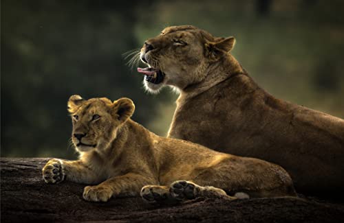 VLIES Fototapete-LÖWE-(PF7448)-450x280 cm-Foto-Kunst Tier Großkatze Afrika Savanne Natur Landschaft Dekor Wandbild Wandtatoo von PLANET PHOTOWALLS
