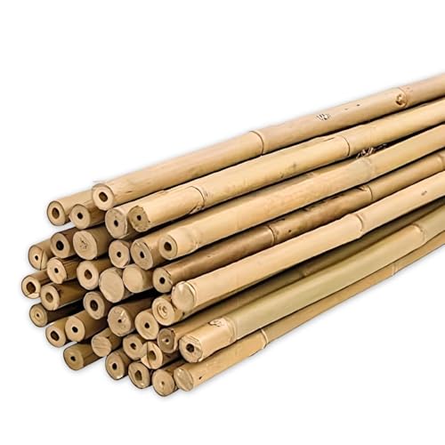 PLANTAWA Bambusstäbe 150 cm Pack mit 25 Stück Ø 12-14 mm | Bambusstab zum Aufstellen von Tomaten und Pflanzen | Pflanzpflöcke in Verschiedenen Größen - Widerstandsfähige Bambusrohre von PLANTAWA