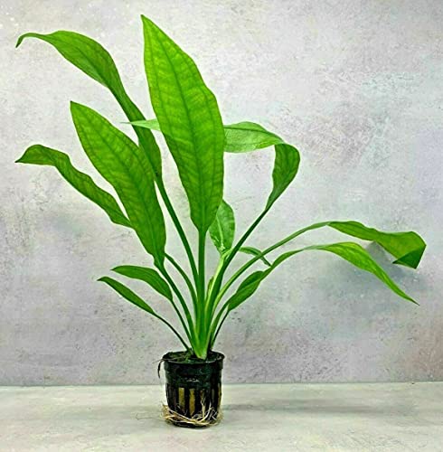 Echinodorus Bleheri Amazonasschwert lebende Aquariumpflanze von PLANTS