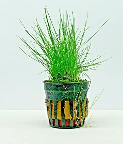 Eleocharis Parvula Zwerghaargras Spikerush sauerstoffspendende Teichpflanze für Aquarien von PLANTS