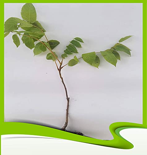 Juglans Nigra (Schwarzer Walnuss) – Pflanze von PLANTS