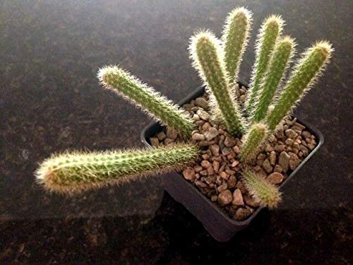 Keim Seeds: Aporocactus flagelliformis Rat 2 1/4 Zoll Plant von PLAT FIRM