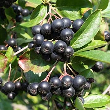 PLAT FIRM 10 Aronia Aronia seed PLAT FIRM 10 Aronia Aronia seed von PLAT FIRM