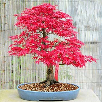 PLAT FIRM 10 Red Japanee Maple Samen Acer palmatum atropurpureum Bonai Maple Samen CombH von PLAT FIRM