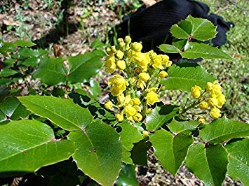 PLAT FIRM 20 Samen von Oregon pe Hoch/Mahonia aquifolium von PLAT FIRM