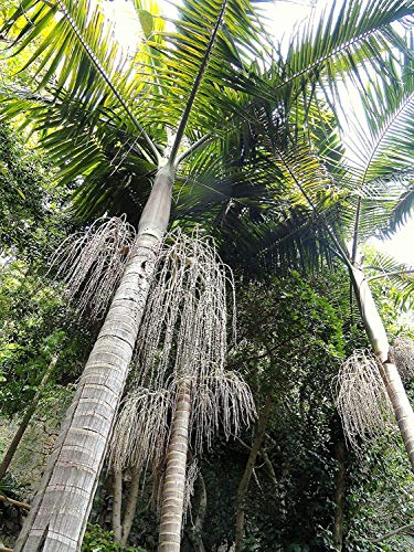 PLAT FIRM 5 Samen von Archontophoenix cunninghamiana Hardy König Palm von PLAT FIRM