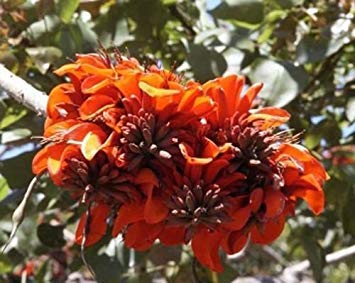 PLAT FIRM Erythrina caffra Kaffir seed 10 seed PLAT FIRM Erythrina caffra Kaffir seed 10 seed von PLAT FIRM