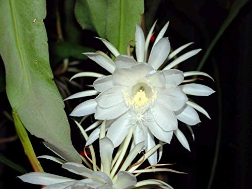 PLAT FIRM GERMINATIONSAMEN: 1 Schneid Ã— 12â€ Epiphyllum Oxypetalum Königin der Nacht Orchideen-Kaktus Nacht Bloom von PLAT FIRM