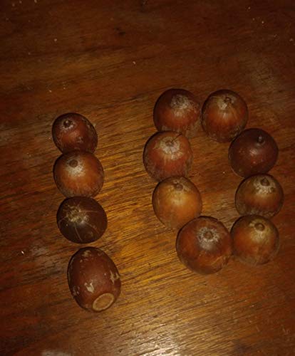 PLAT FIRM GERMINATIONSAMEN: 10 Red Eiche Eicheln. Riesen Roteiche von einer 100-Fuß-roter Eiche. Hardy Größen PLAT FIRM GERMINATIONSAMEN: 10 Red Eiche Eicheln. Riesen Roteiche von einer 100-Fuß-roter Eiche. Hardy Größen von PLAT FIRM