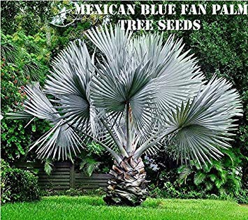 PLAT FIRM GERMINATIONSAMEN: 10 mexikanische blaue Fan Palm Tree Seeds von PLAT FIRM