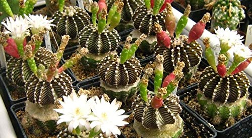 PLAT FIRM GERMINATIONSAMEN: 100 frische Samen Gymnocalycium friedrichii LB2178 Agua Dulce von SVI