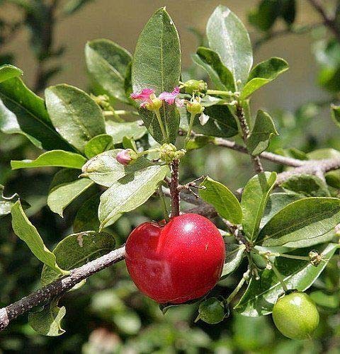PLAT FIRM GERMINATIONSAMEN: 2 DWARF NORTH STAR KIRSCH UME 7-10 INCH FLOWERING FRUIT UME lebende Pflanzen von PLAT FIRM