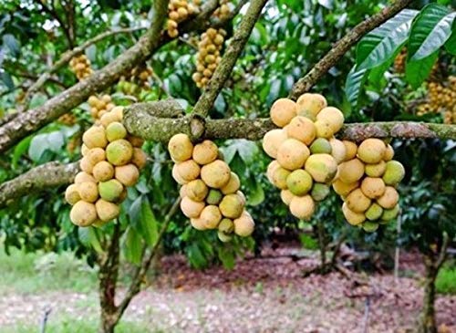 PLAT FIRM GERMINATIONSAMEN: 20 Samen Lansibäume Longkong Obst süÃŸen groÃŸen Samen für Pflanzen D187 von PLAT FIRM
