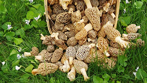 PLAT FIRM GERMINATIONSAMEN: 20 gr LIVE-Myzel Seeds Spores Indoor oder Outdoor-Morchel-Pilze wachsen von PLAT FIRM