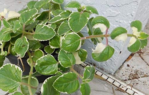 PLAT FIRM GERMINATIONSAMEN: 3 Ausschnitte 4-6 & # 034; : Cuban Oregano Indian Borage Mexikanische Minze Spanischer Thymian PFLANZENSCHNITTE PLAT FIRM GERMINATIONSAMEN: 3 Ausschnitte 4-6 & # 034; : Cuban Oregano Indian Borage Mexikanische Minze Spanischer Thymian PFLANZENSCHNITTE von PLAT FIRM