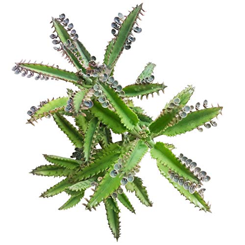PLAT FIRM GERMINATIONSAMEN: 4 Zoll: Mutter von Tausenden Kalanchoe (2 '' oder 4 '') von PLAT FIRM
