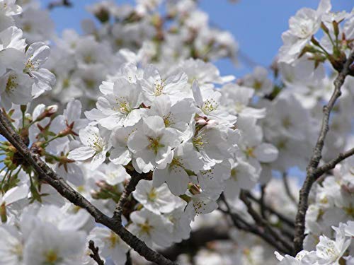 PLAT FIRM GERMINATIONSAMEN: 40 Samen: USA Erbstück Organic Yoshino Cherry Tree 10-80 Samen von PLAT FIRM