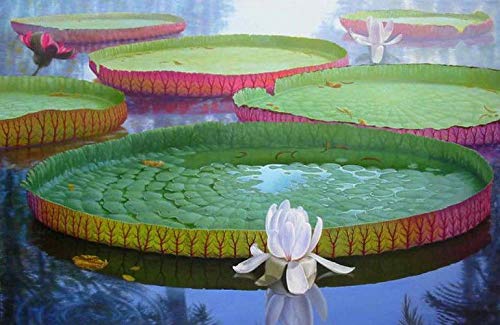 PLAT FIRM GERMINATIONSAMEN: 5 Samen Victoria Seerose, Victoria Amazonica, Giant Water Lily, freies Verschiffen von SVI