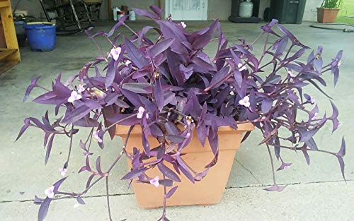PLAT FIRM GERMINATIONSAMEN: 5 Stecklinge Purple Heart Wandering Jew - Tradescantia Pallida Purpurea Pflanze von PLAT FIRM