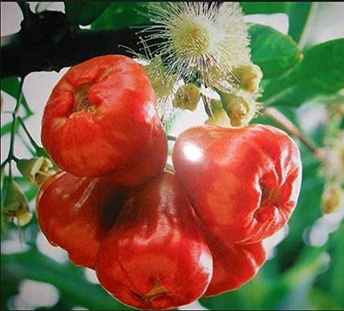 PLAT FIRM GERMINATIONSAMEN: 50 SEED sÃƒ¼ÃƒŸ Java Apfel Rose Syzygium seltene Samen mein Garten fÃƒ¼hrbare 2018 von SVI