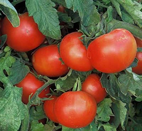 PLAT FIRM GERMINATIONSAMEN: 50 - Seeds: Bulgarische Triumph Tomate Seeds - Ein bulgarischer ErbstÃƒ¼ck - extra-sweet & ig !!!! von PLAT FIRM