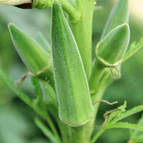 PLAT FIRM GERMINATIONSAMEN: 500 Samen oder 1 Unze: Clemson Spineless Okra Seeds, NICHT-GVO, Gumbo, Frauenfinger, Gombo, Bendi von PLAT FIRM