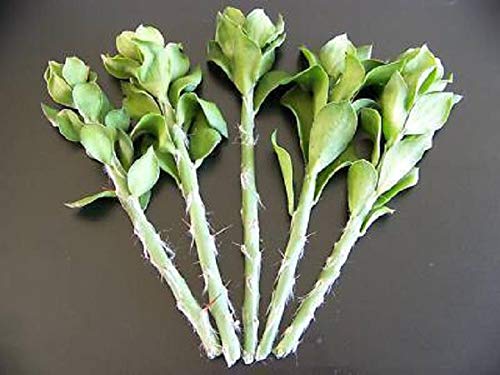 PLAT FIRM GERMINATIONSAMEN: 5X Pereskiopsis spathulata Pfropfen Stock Kaktus Graft Blattkakteen 5 Stecklinge 4" PLAT FIRM GERMINATIONSAMEN: 5X Pereskiopsis spathulata Pfropfen Stock Kaktus Graft Blattkakteen 5 Stecklinge 4" von PLAT FIRM